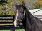 Adopt Kali a Black Arabian horse in Nicholasville, KY (33473390)