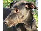 Adopt Tuesday a Black Labrador Retriever / Weimaraner / Mixed dog in Frederick