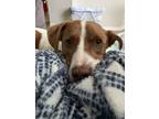 Adopt Airplane Jones a White - with Brown or Chocolate Australian Cattle Dog /