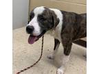 Adopt Dodger a Brindle Anatolian Shepherd / Mixed Breed (Large) / Mixed dog in