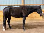 Athletic Young TB Gelding Super Sweet