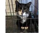 Adopt Brandon a All Black Domestic Mediumhair / Mixed cat in Saugerties