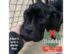 Adopt Buddy a Black - with White Boxer / Mixed dog in Ft. Payne, AL (33470776)