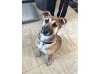 Adopt Dolly Parton a Brown/Chocolate - with White Mixed Breed (Large) / Mixed
