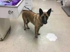Adopt Dog a Black - with Tan, Yellow or Fawn Belgian Malinois / Mixed dog in