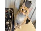 Adopt Eve a Orange or Red Domestic Shorthair / Mixed cat in Melfort