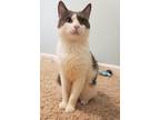 Chisel, Domestic Shorthair For Adoption In Twinsburg, Ohio