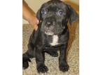 Cane Corso Puppy for sale in Lemoore, CA, USA