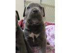 Cane Corso Puppy for sale in Lemoore, CA, USA