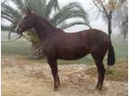 PRE chesnut ANCCE mare in foal to 161 stallion due March 2022