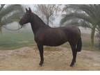 Liver chestnut ANCCE mare in foal due MArch 2022