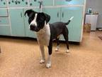 Adopt Anubis a Black American Pit Bull Terrier / Collie / Mixed dog in Madera