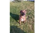 Adopt Hylas a Brindle Boxer / Labrador Retriever / Mixed dog in Clearfield