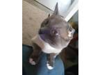 Adopt Helios a Gray, Blue or Silver Tabby Siamese / Mixed (short coat) cat in