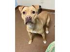 Adopt Roxie a Brown/Chocolate American Pit Bull Terrier / Mixed dog in Winfield