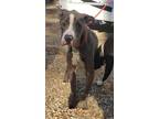 Adopt Gavin a American Pit Bull Terrier / Mixed dog in Ruston, LA (33483812)