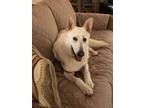 Adopt Snow a White German Shepherd Dog / Mixed dog in Winston-Salem