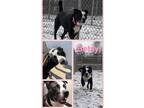 Adopt Betsy - H a Labrador Retriever / Border Collie / Mixed dog in Warsaw