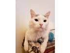 Adopt PJ a Turkish Angora / Mixed (short coat) cat in Bountiful, UT (33483662)