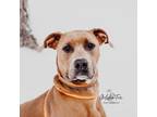 Adopt Abraham a Great Dane / Labrador Retriever / Mixed dog in SHELBY TOWNSHIP