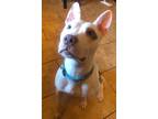 Adopt Mango a White - with Brown or Chocolate American Staffordshire Terrier /
