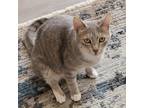 Adopt Baby Girl (HM) a Brown Tabby Domestic Shorthair / Mixed (short coat) cat