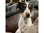 Adopt Dash a White - with Tan, Yellow or Fawn Beagle / Blue Heeler / Mixed dog