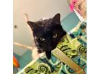 Adopt Stanley a All Black Domestic Shorthair (short coat) cat in Manhattan