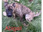 Adopt Abigail a Brindle Boxer / American Staffordshire Terrier dog in Marne
