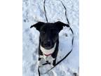 Adopt Holly a Black - with White Husky / Hound (Unknown Type) / Mixed dog in