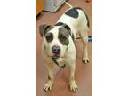 Adopt REMI a White - with Gray or Silver American Pit Bull Terrier / Mixed dog