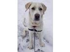 Adopt Louie a White Labrador Retriever / Great Pyrenees / Mixed dog in Chicago
