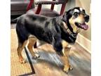 Adopt Grace - (Fee Waived) a Black - with Tan, Yellow or Fawn Rottweiler /