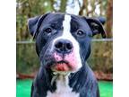 Adopt GABRIEL a Black - with White American Pit Bull Terrier / Mixed dog in Fort