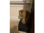 Adopt Milo and OMally a Orange or Red American Shorthair / Mixed (short coat)
