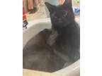 Adopt Midnight a All Black American Shorthair / Mixed (short coat) cat in
