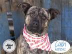Adopt CASH a Brindle Dutch Shepherd / Mixed dog in STOCKTON, CA (33479911)
