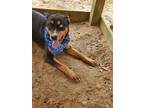 Adopt Kida a Black - with Tan, Yellow or Fawn Husky / Rottweiler / Mixed dog in