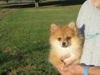 Adopt Irwin a Tan/Yellow/Fawn Pomeranian / Mixed dog in Greenville