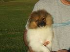 Adopt Walter a Tan/Yellow/Fawn Pomeranian / Mixed dog in Harrisburg