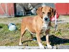 Adopt Mrs. Paws a Beagle / Mixed dog in Cleveland, TN (33478867)