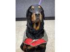 Adopt Duke a Black Rottweiler / Mixed dog in Cumberland, MD (33478837)