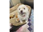 Adopt PopCorn a White Shih Tzu / Mixed dog in Jackson, MI (33477028)
