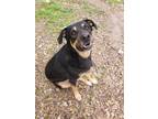 Adopt Sampson a Black - with Tan, Yellow or Fawn German Shepherd Dog / Pointer /