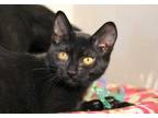 Adopt Coco a All Black Domestic Shorthair / Domestic Shorthair / Mixed cat in