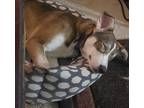 Adopt Sadie a Brindle Collie / Husky / Mixed dog in Killeen, TX (33474059)