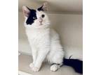 Adopt Bosco a Black & White or Tuxedo Domestic Longhair (long coat) cat in East