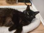 Adopt Isley a All Black Domestic Mediumhair (medium coat) cat in East Hartford