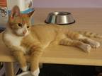 Adopt George a Orange or Red Tabby American Shorthair (short coat) cat in East