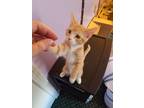 Adopt Johnny a Orange or Red Tabby American Shorthair (short coat) cat in East